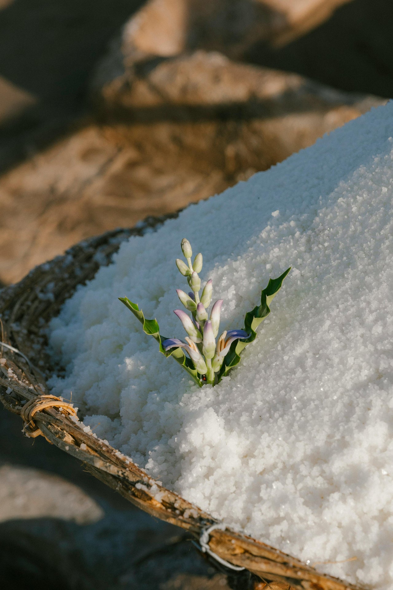 The Secret Life of a French Ingredient: Fleur de Sel