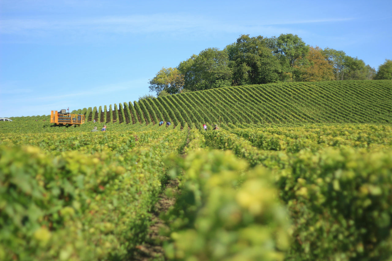 From Terroir to Table: A Taste of Three French Regions and Their Iconic Products